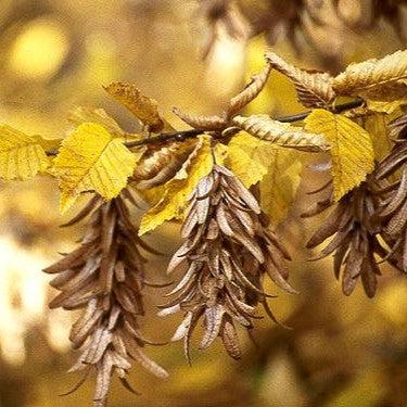 Carpinus betulus ~ European Hornbeam