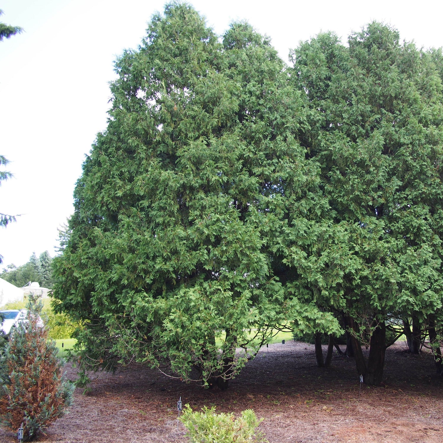 Thuja occidentalis 'Nigra' ~ Dark Green Arborvitae