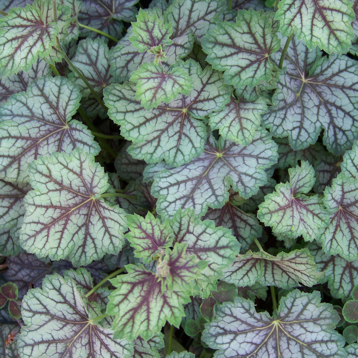 Heuchera americana 'Green Spice' ~ Green Spice Coral Bells