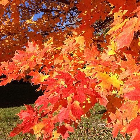 Acer saccharum 'Bailsta' ~ Fall Fiesta® Sugar Maple