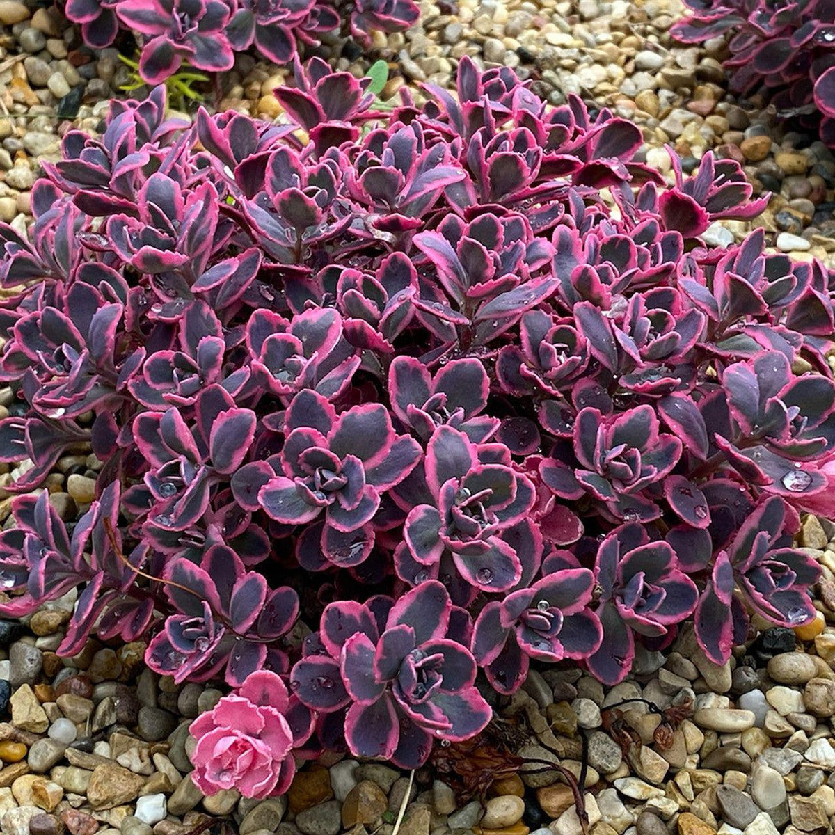 Sedum ‘Dream Dazzler’ PP31,227 ~ SunSparkler® Dream Dazzler Sedum