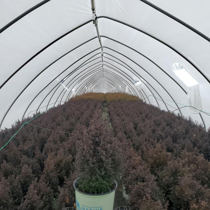 Chamaecyparis Thyoides 'Top Point' ~ Top Point Dwarf White Cedar