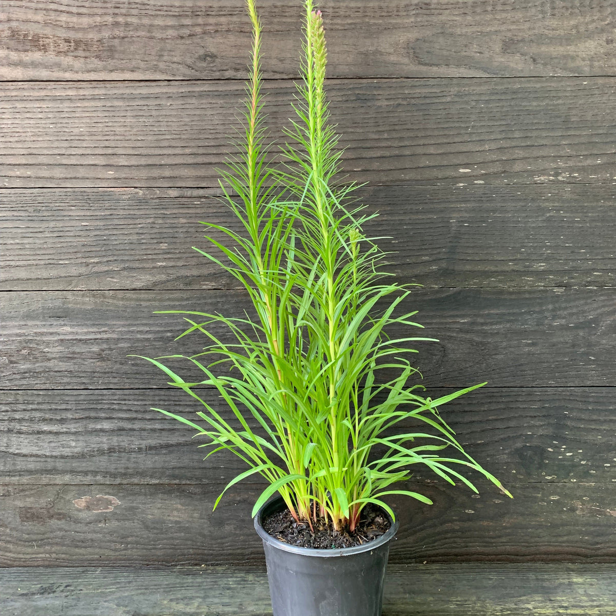 Liatris spicata ~ Marsh Blazing Star, Gayfeather