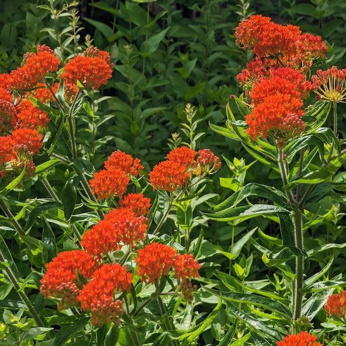 Asclepias tuberosa ~ Butterfly Weed