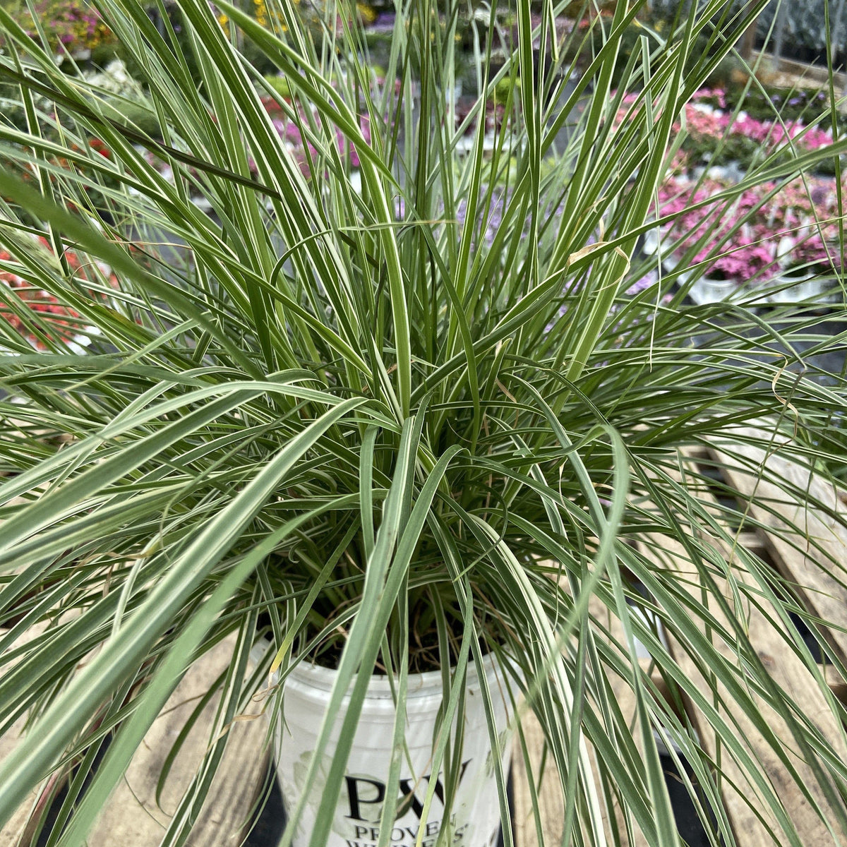 Pennisetum setaceum  'Sky Rocket' PP21,497 ~ Graceful Grasses® Sky Rocket Fountain Grass
