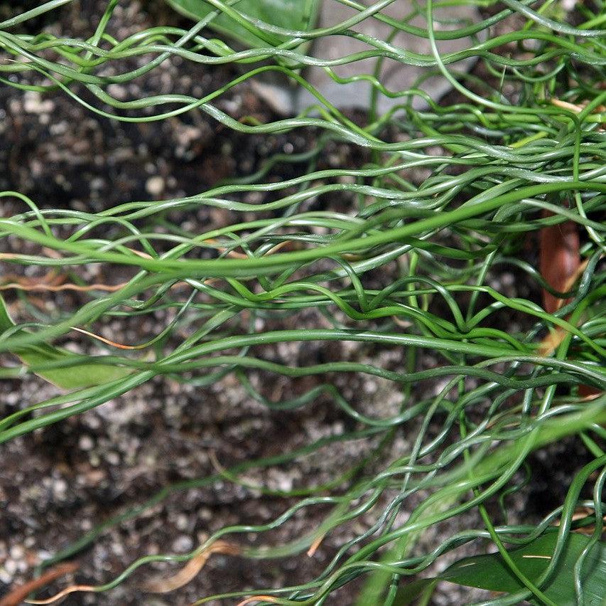 Juncus effusus 'Curly Wurly' ~ Curly Wurly Corkscrew Rush