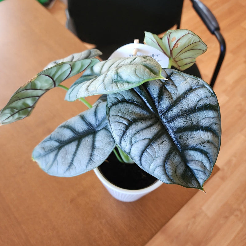Alocasia 'Silver Dragon' ~ Silver Dragon Alocasia