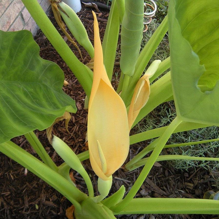 Colocasia esculenta ~ Elephant Ear