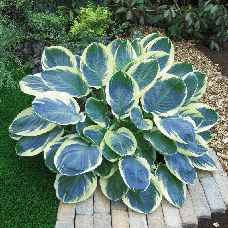 Hosta 'Orion's Belt' ~ Orion's Belt Hosta