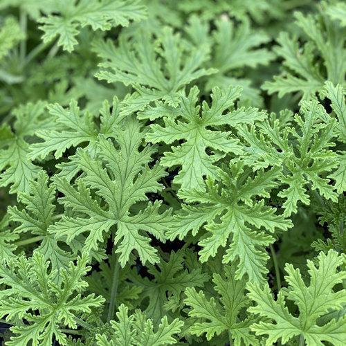Pelargonium graveolens 'Citronella' ~ Citronella Scented Geranium