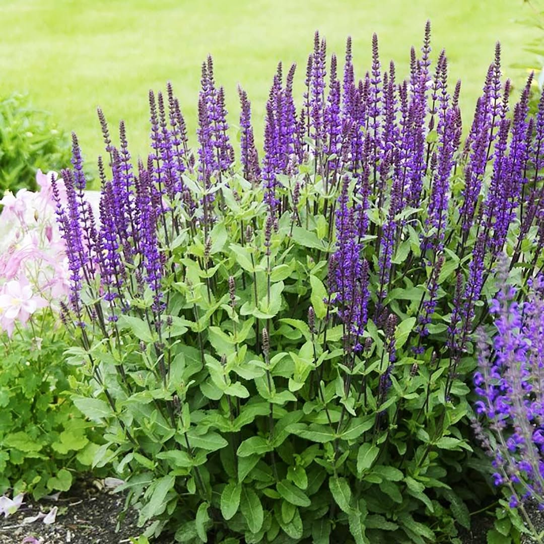 Salvia nemorosa 'Florsaldeep' ~ Sensation® Deep Blue Meadow Sage