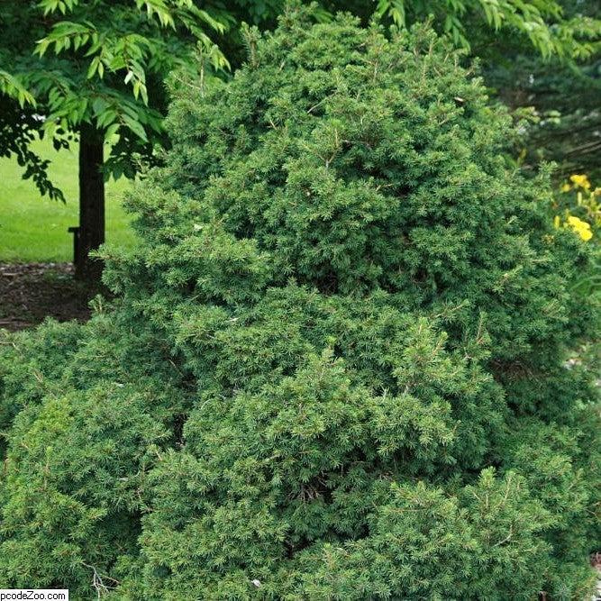 Picea glauca 'Pumila' ~ Dwarf Norway Spruce