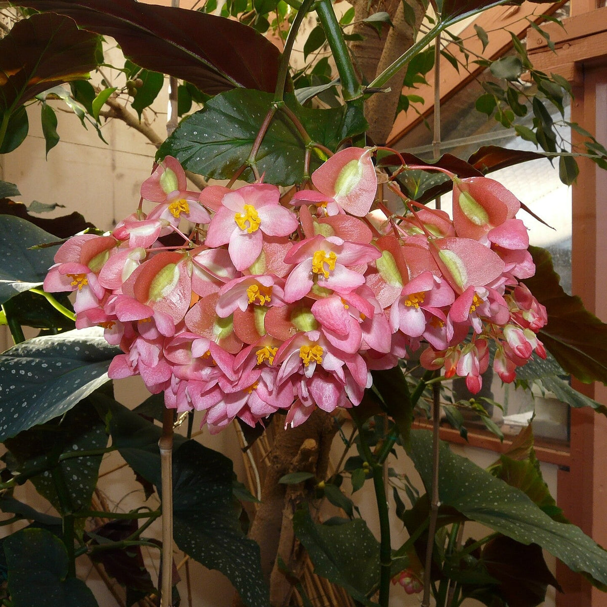 Begonia maculata ~ Polka Dot Begonia