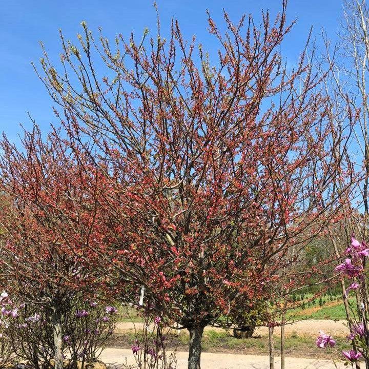 Malus 'Coralcole' ~ Coralburst® Crabapple