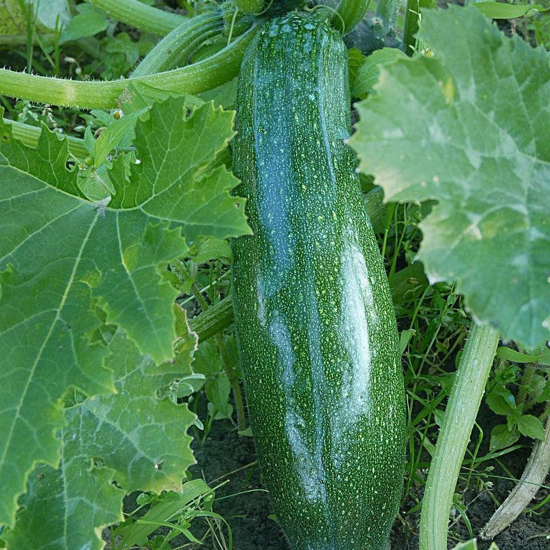Cucurbita pepo var. cylindrica ~ Zucchini