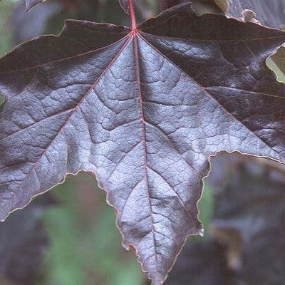 Acer platanoides 'Crimson King' ~ Crimson King Norway Maple