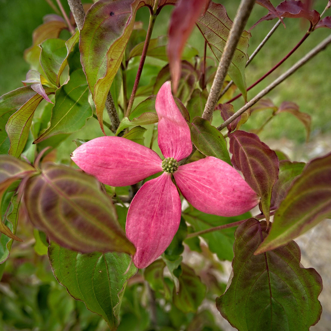Cornus kousa 'Rutpink' ~ Scarlet Fire® Dogwood – Schneider Nursery