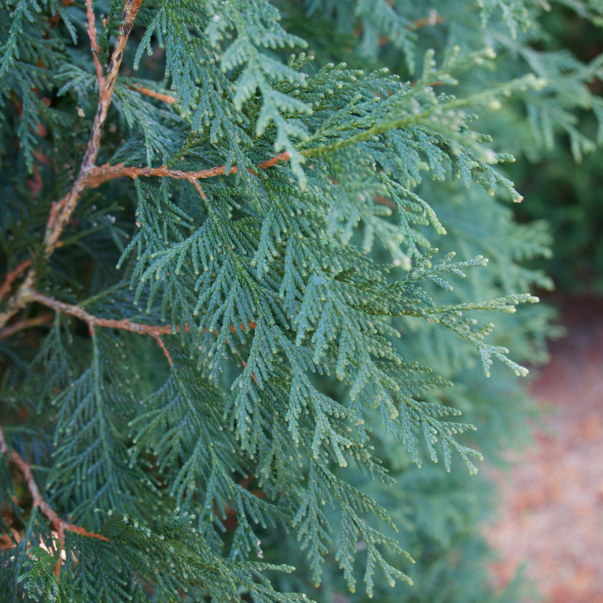Thuja occidentalis 'Techny' ~ Techny Arborvitae