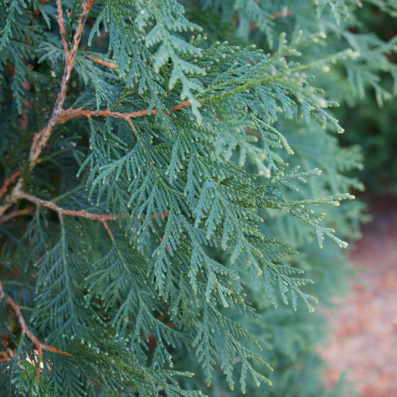 Thuja occidentalis 'Techny' ~ Techny Arborvitae