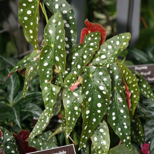 Begonia maculata ~ Polka Dot Begonia