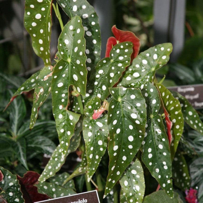 Begonia maculata ~ Polka Dot Begonia