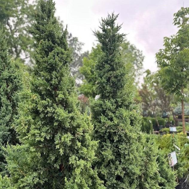 Juniperus x 'J.N Select Blue' ~ Star Power® Juniper