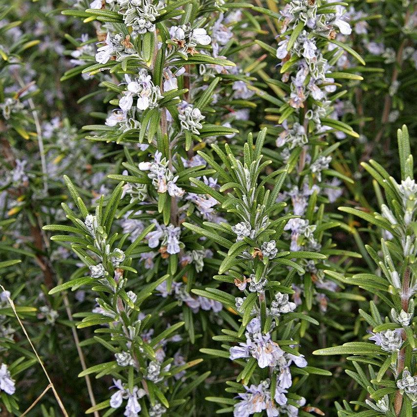 Rosmarinus officinalis ~ Rosemary