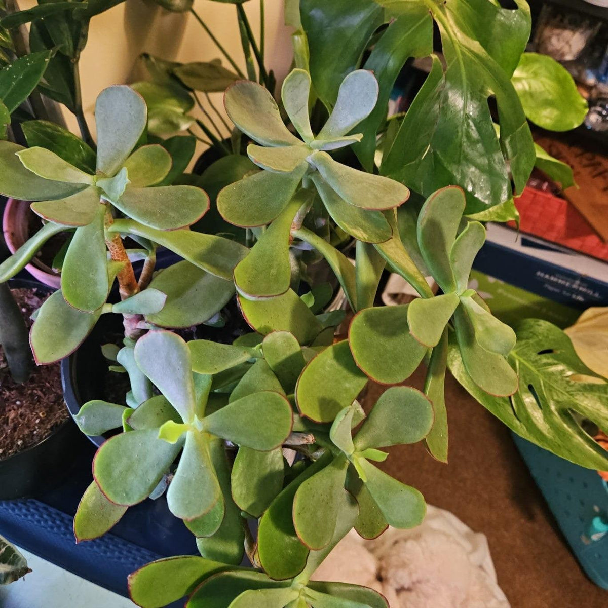 Cotyledon 'Mint Truffles' ~ Mint Truffles Cotyledon