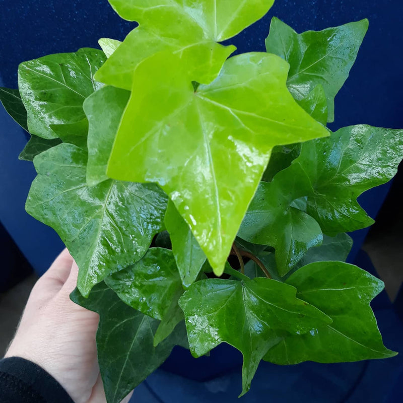 Hedera canariensis 'Neon' ~ Neon Algerian Ivy