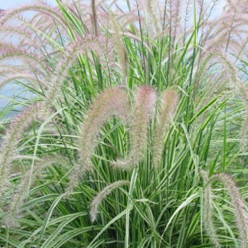 Pennisetum setaceum  'Sky Rocket' PP21,497 ~ Graceful Grasses® Sky Rocket Fountain Grass