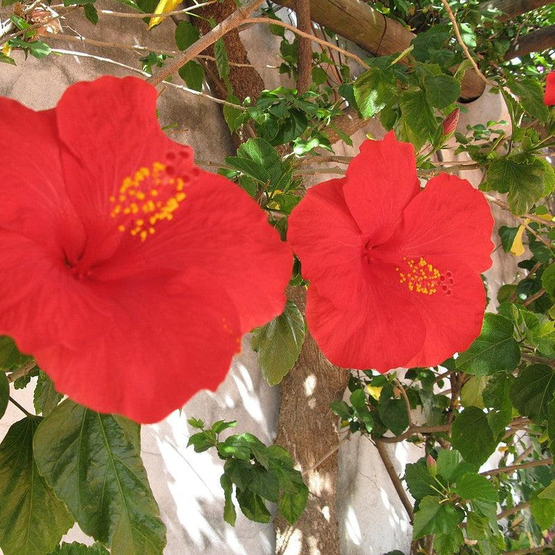 Hibiscus rosa-sinensis 'President' ~ President Standard