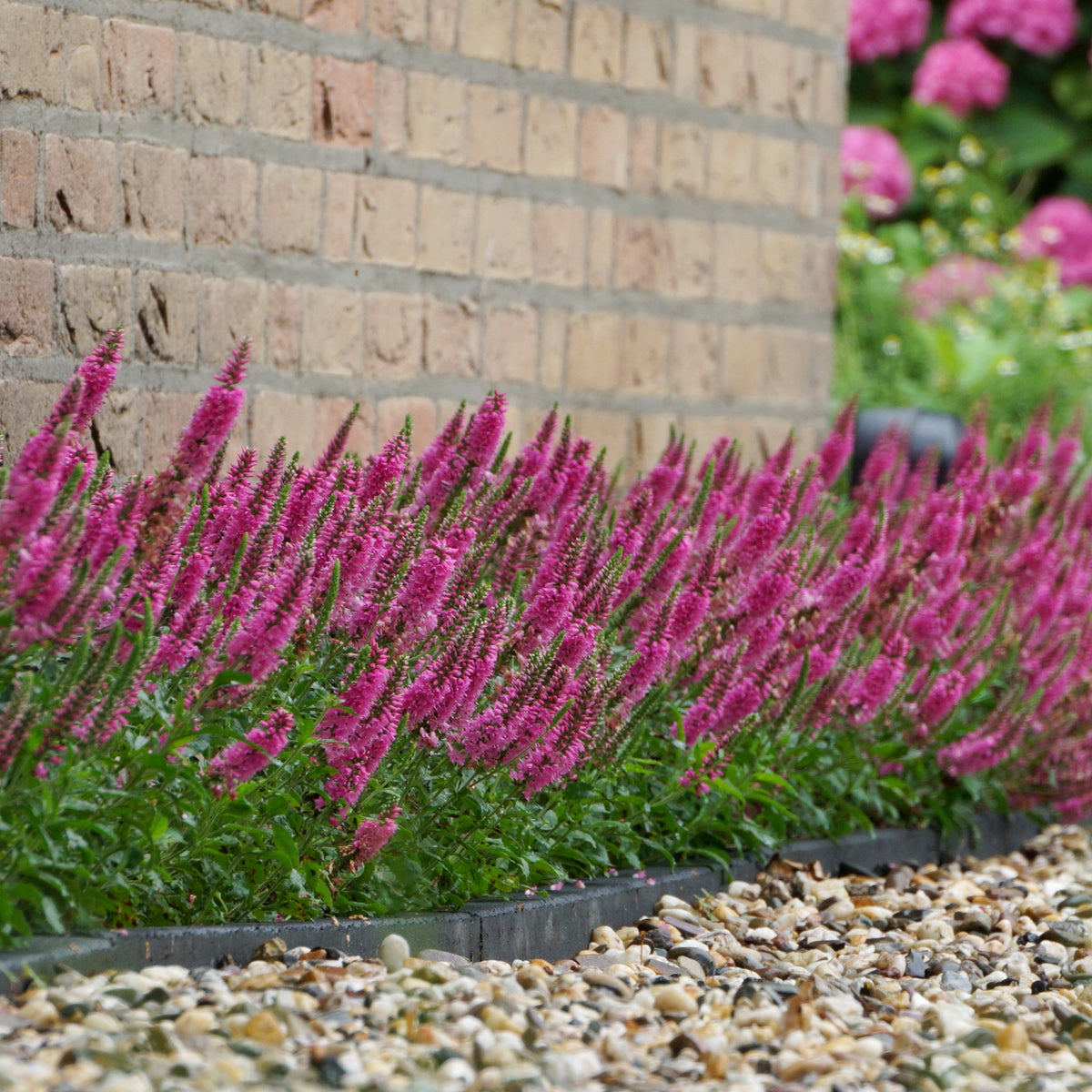 Veronica spicata 'Verspi' ~ Pink Candles Veronica
