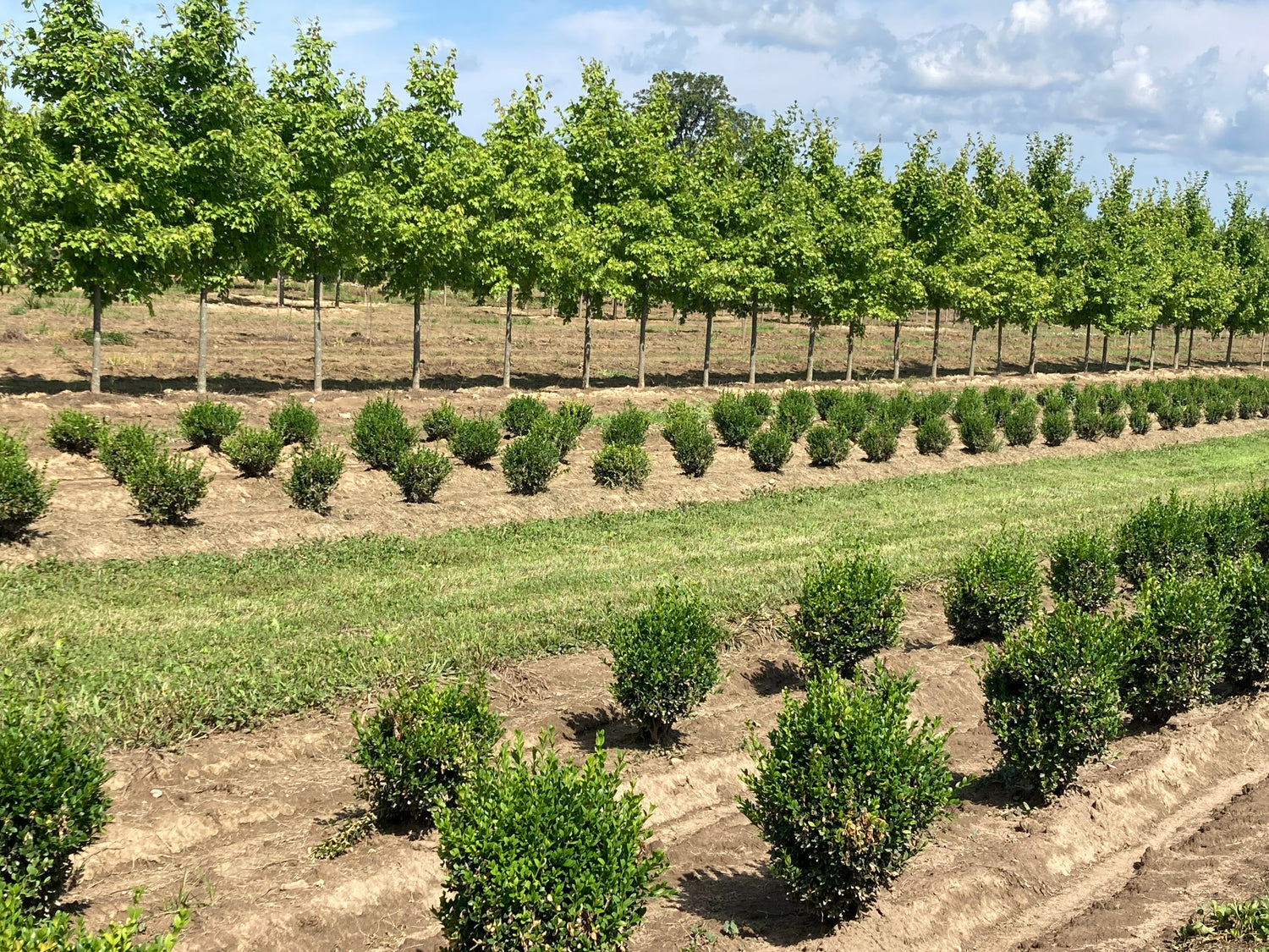 Image with text section