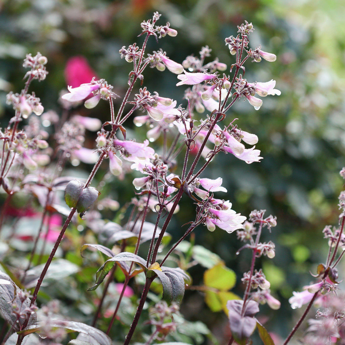 Penstemon digitalis 'Blackbeard' ~ Blackbeard Beardtongue