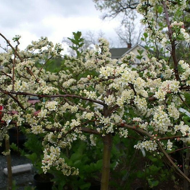 Malus sargentii 'Tina' ~ Sargentina Crabapple