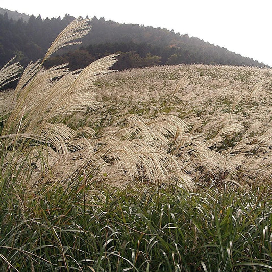 Miscanthus sinensis ~ Maiden Grass