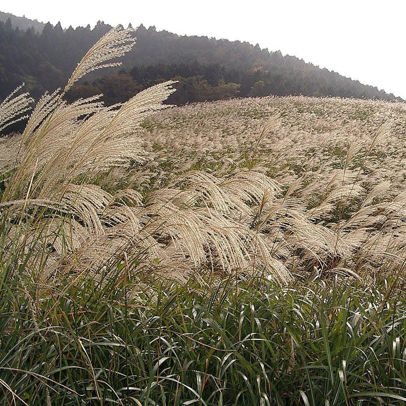 Miscanthus sinensis ~ Maiden Grass