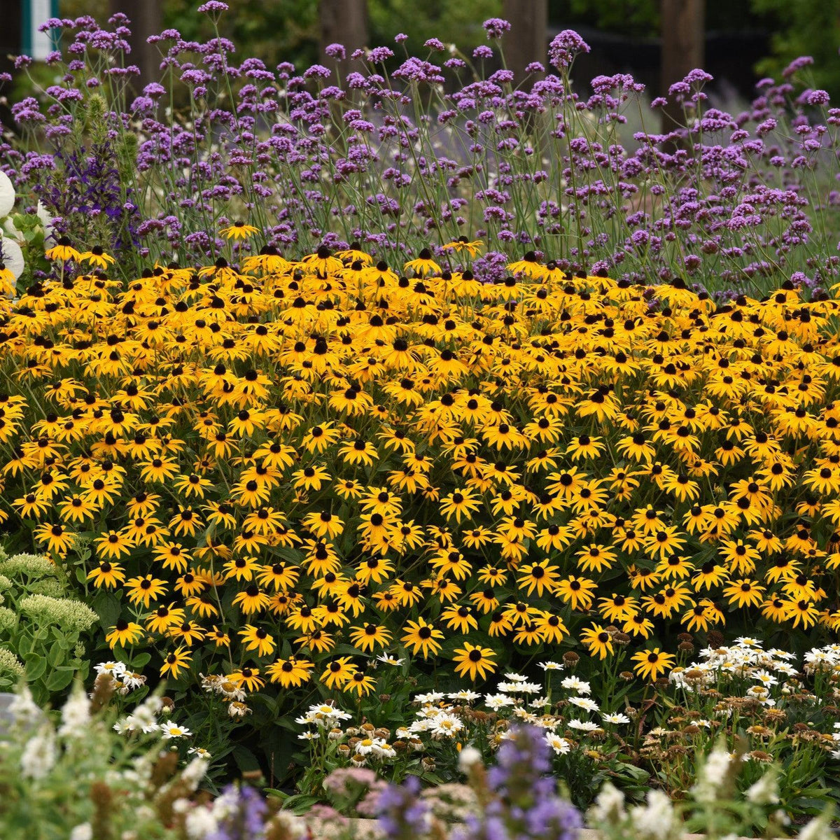 Rudbeckia fulgida var. sullivantii 'Gold Blitz' ~ Gold Blitz Black-Eyed Susan