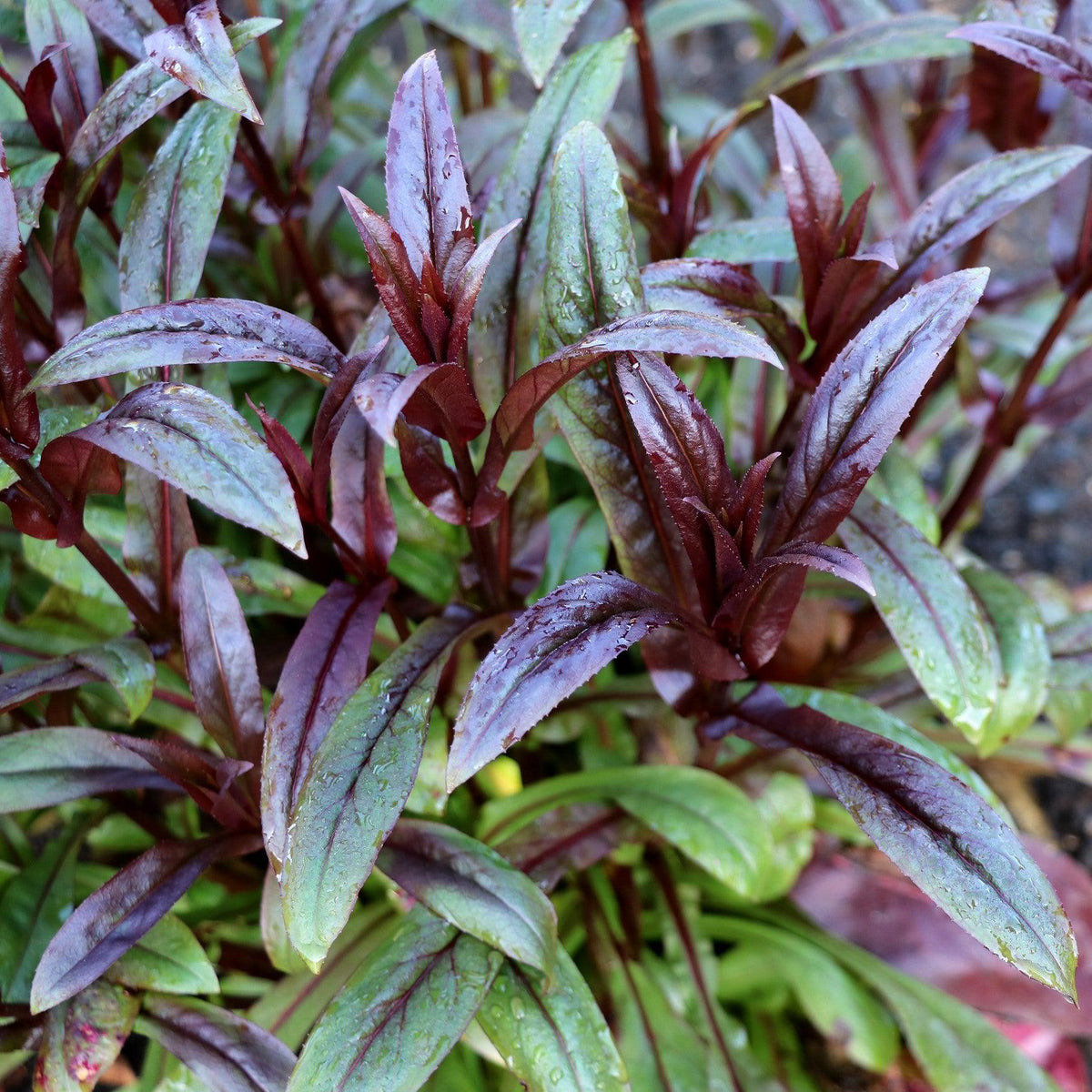 Penstemon digitalis 'TNPENDB' ~ DAKOTA™ Burgundy Beardtongue