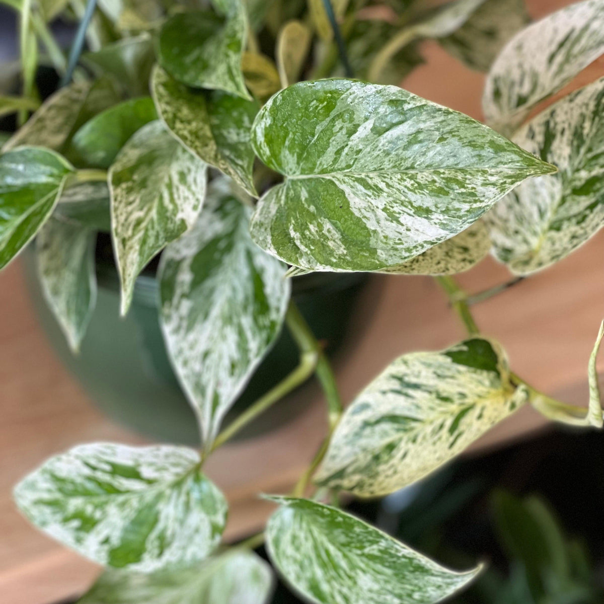 Epipremnum Aureum 'Marble Queen'  ~ Marble Queen Pothos