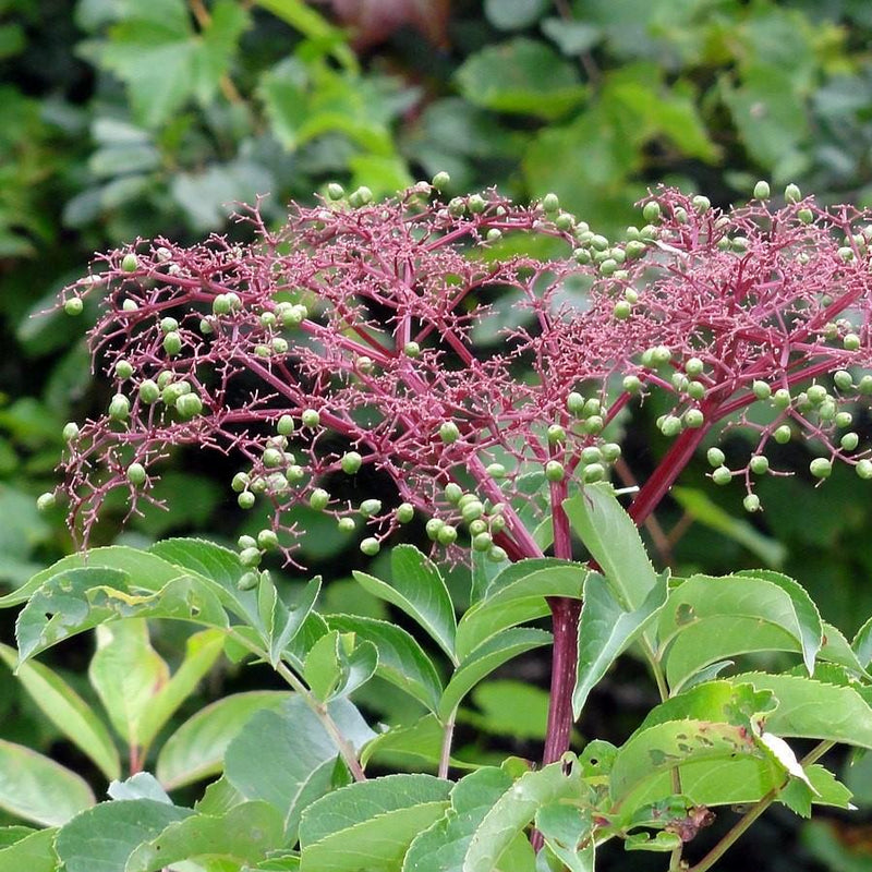 Sambucus nigra canadensis ~ Common Elderberry, American Elderberry