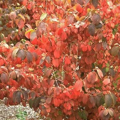 Viburnum plicatum var. tomentosum ~ Doublefile Viburnum
