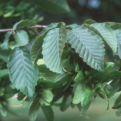 Carpinus betulus ~ European Hornbeam
