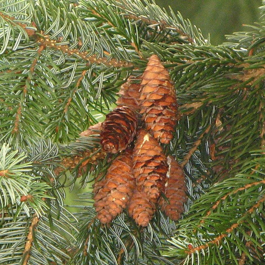 Picea omorika ~ Serbian Spruce
