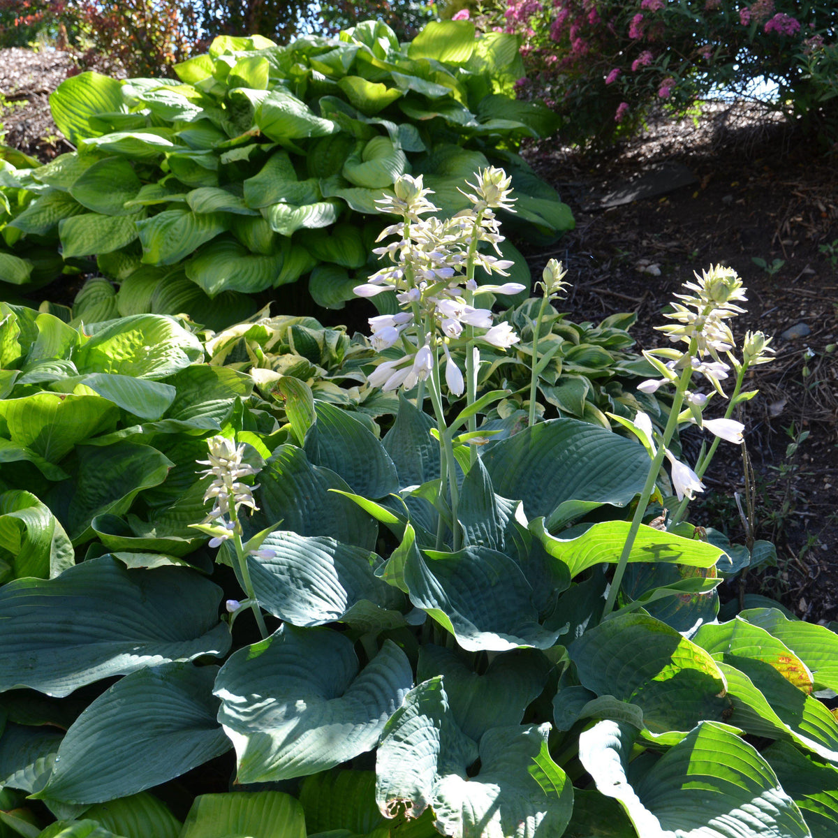 Hosta sieboldiana 'Elegans' ~ Elegans Hosta