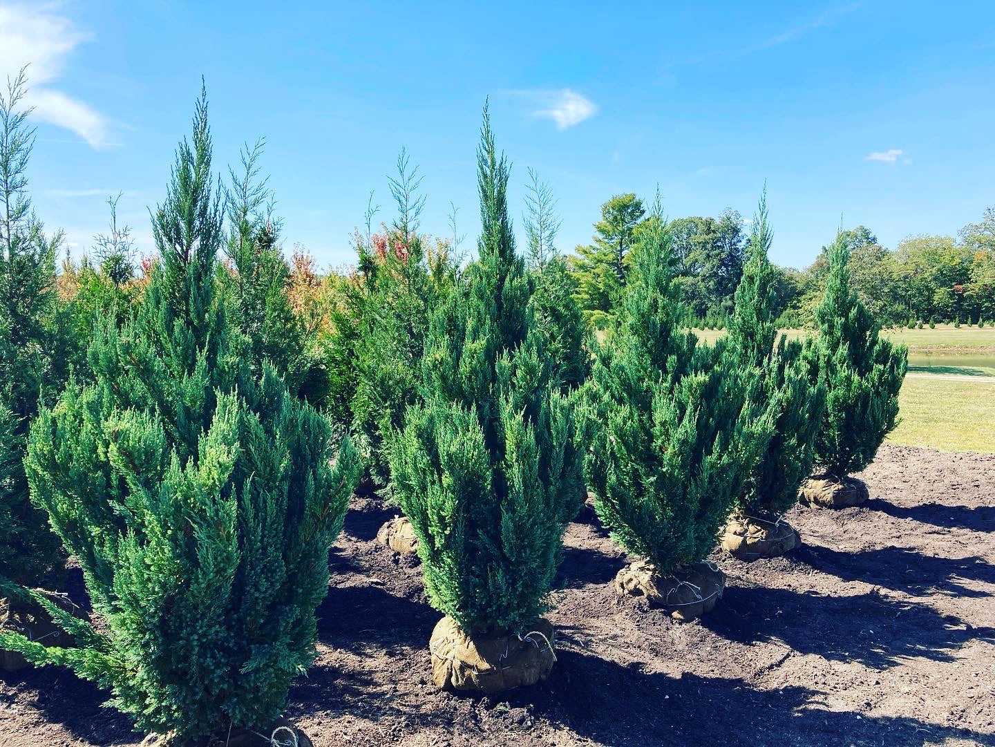 Image with text section