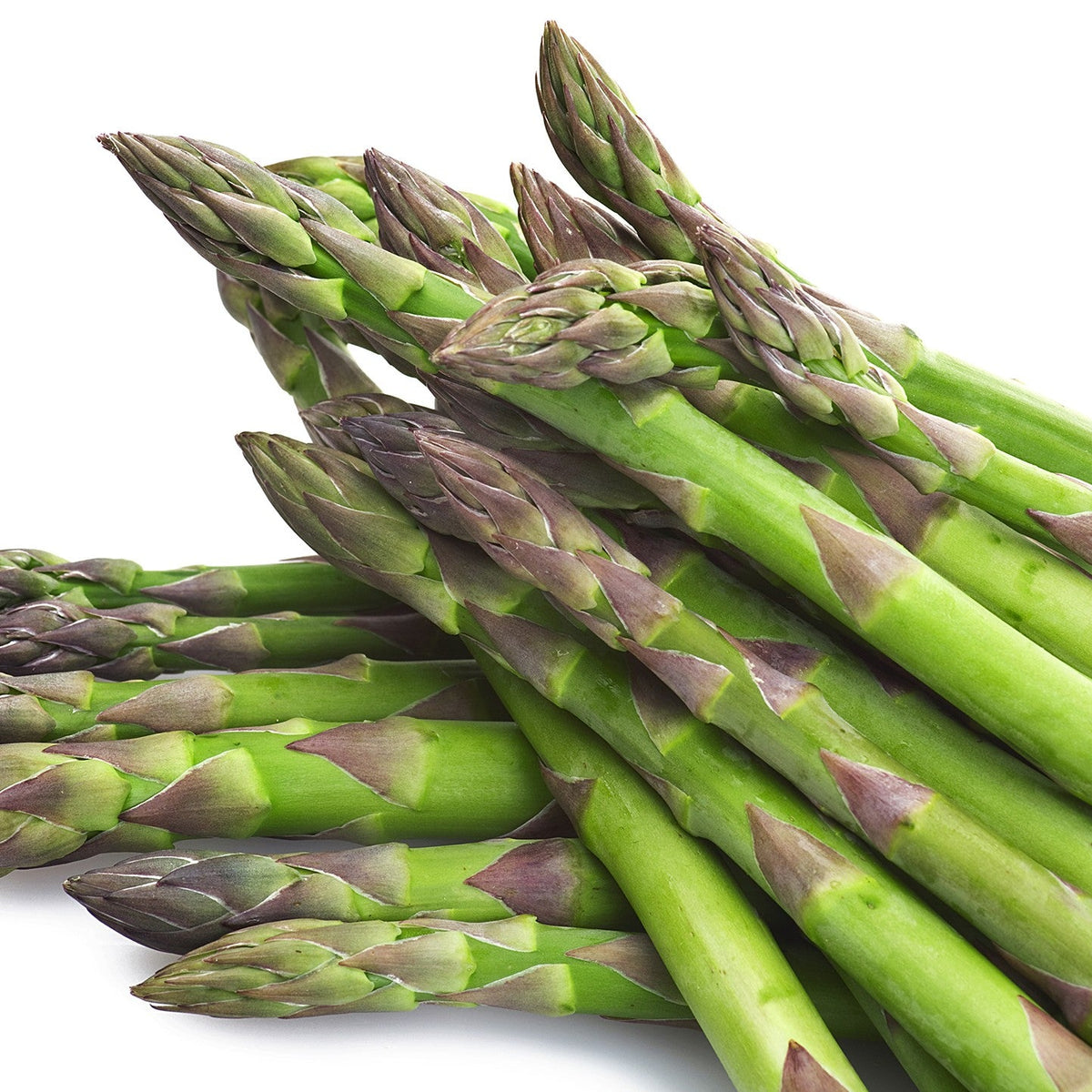Asparagus officinalis 'Mary Washington' ~ Mary Washington Asparagus