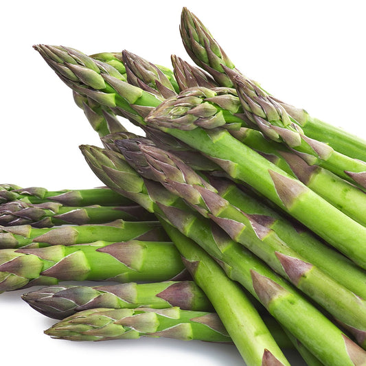 Asparagus officinalis 'Mary Washington' ~ Mary Washington Asparagus