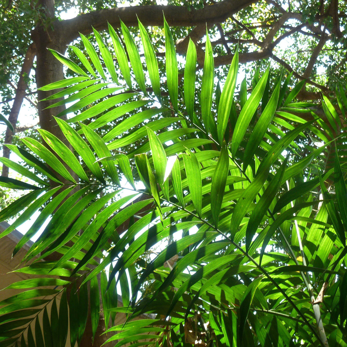 Chamaedorea elegans ~ Parlor Palm, Miniature Palm