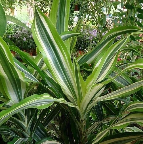 Dracaena fragrans 'Lemon Lime' ~ Lemon Lime Striped Dracaena